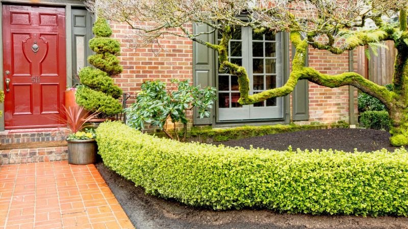 9 Best Privacy Shrubs For Your Garden