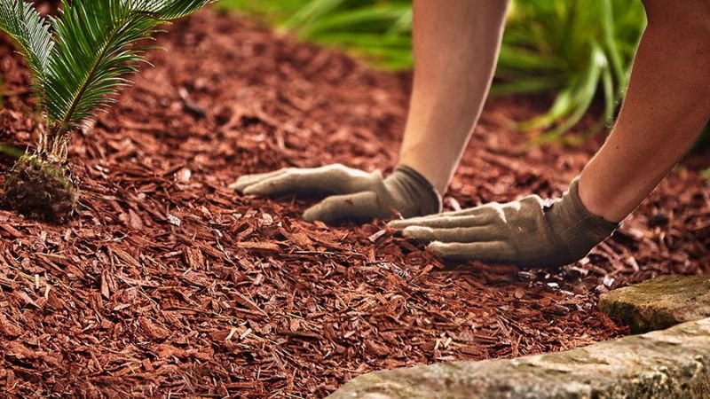 How To Choose The Best Mulch For Your Landscape?