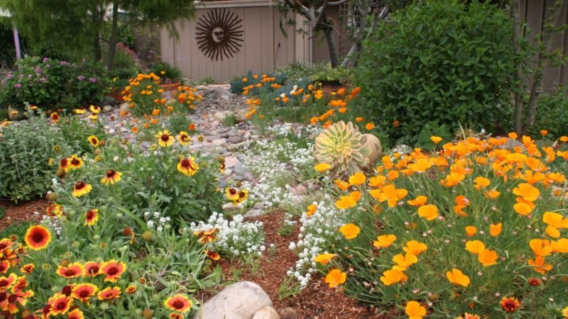 How To Start a Native Plant Garden?